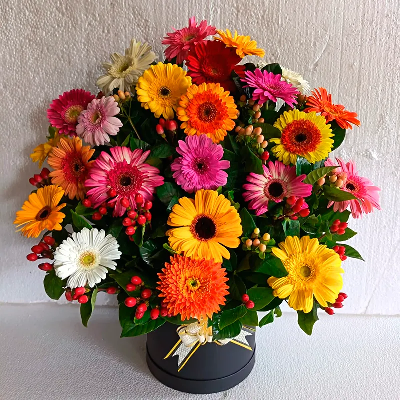Box de gerberas